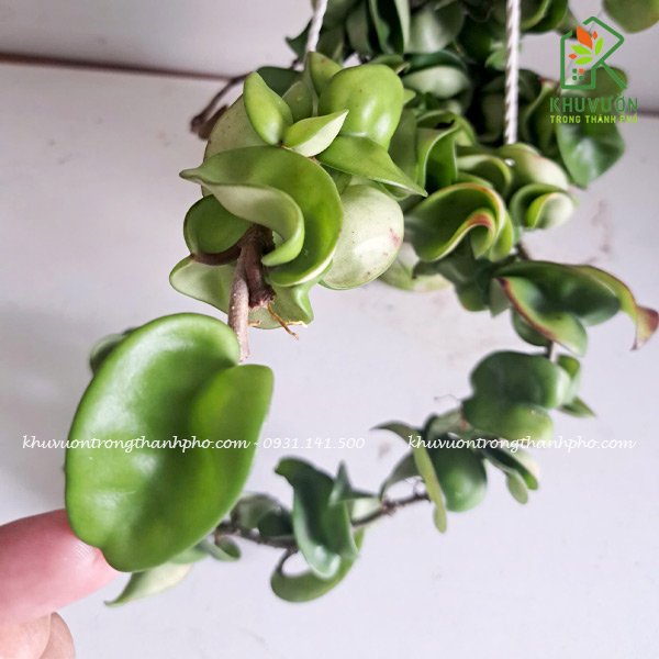 Cây lan cẩm cù lá xoăn 2