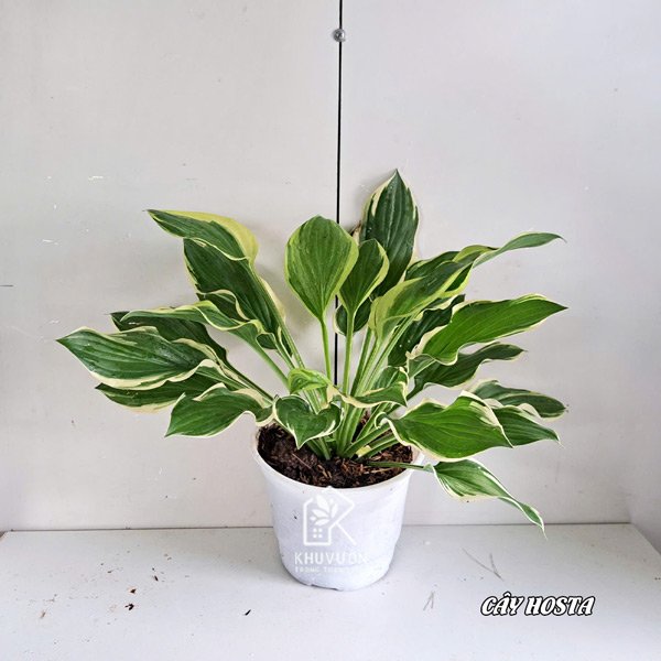 Cây hosta – Cây vạn phúc