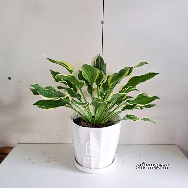 Cây hosta – Cây vạn phúc 3