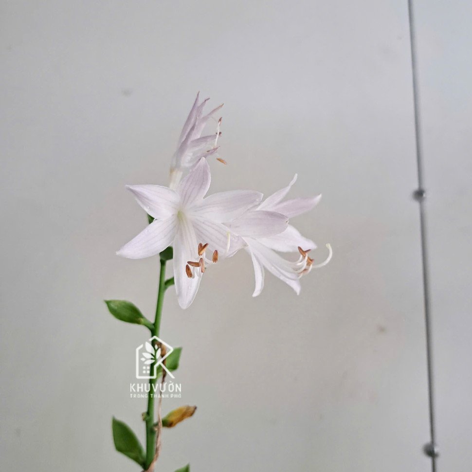 Cây hosta – Cây vạn phúc 2