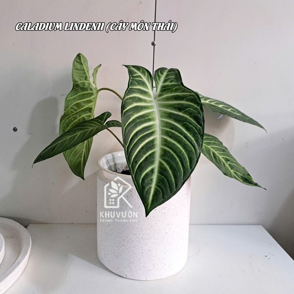 Cây môn thái Caladium Lindenii 3