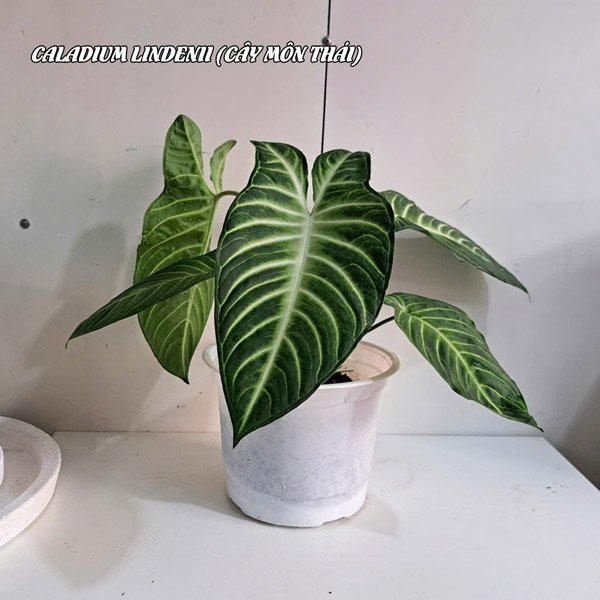 Cây môn thái Caladium Lindenii