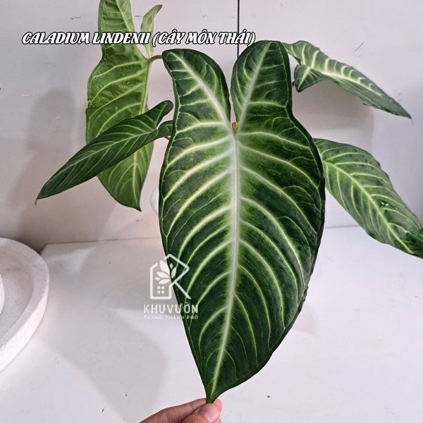 Cây môn thái Caladium Lindenii 2