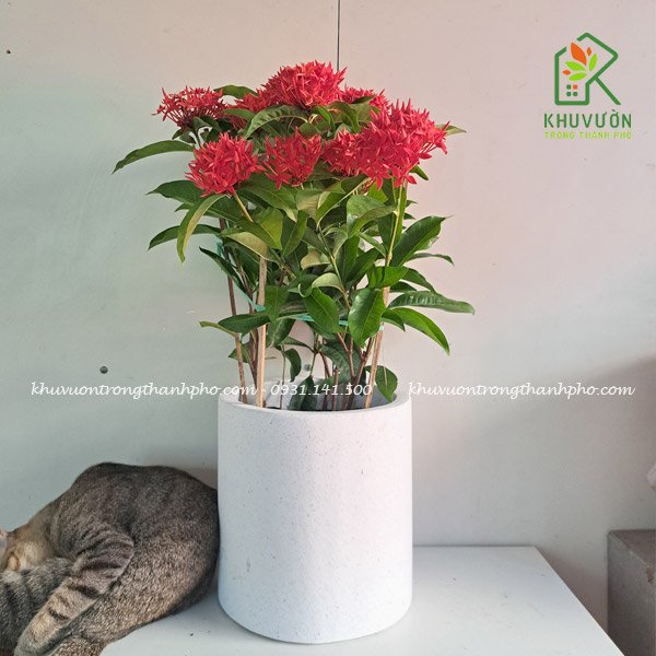 Cây trang mỹ 2