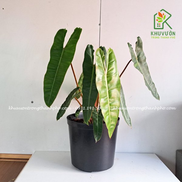 Cây hạc cam Philodendron billietiae 2