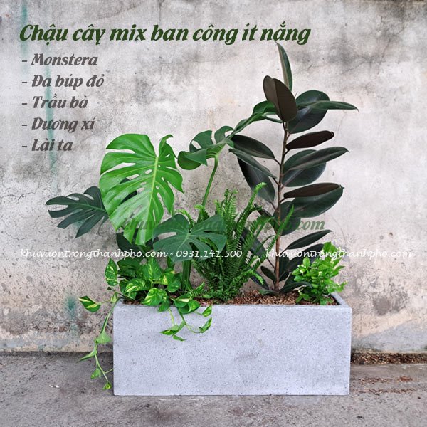 Chậu cây mix trồng ban công CM001