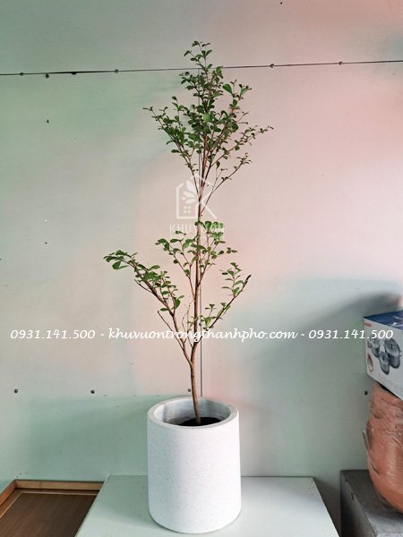 Cây bàng đài loan xanh 1m 2