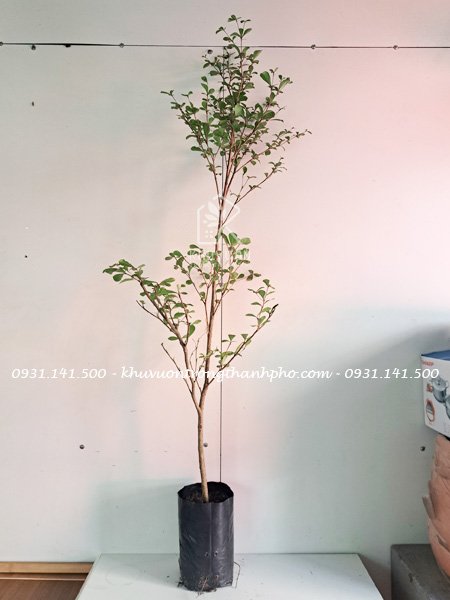 Cây bàng đài loan xanh 1m 3