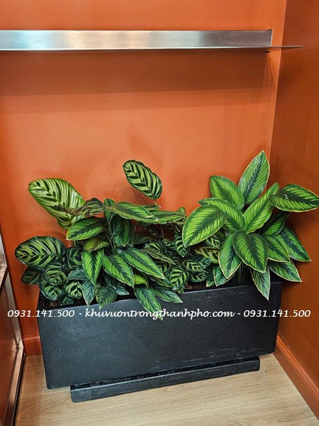 Dĩa lót chậu đá mài chữ nhật 2