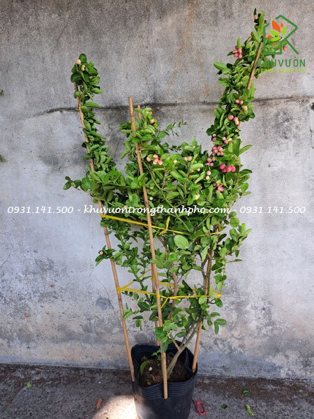 Cây si rô lớn 1.5m 3