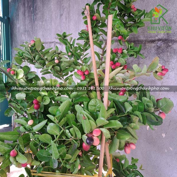 Cây si rô lớn 1.5m 2