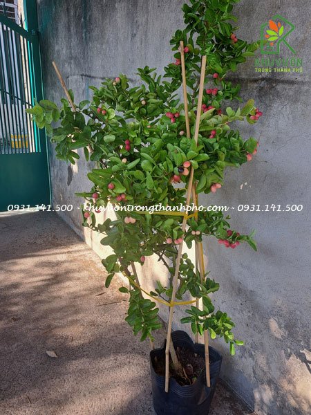 Cây si rô lớn 1.5m
