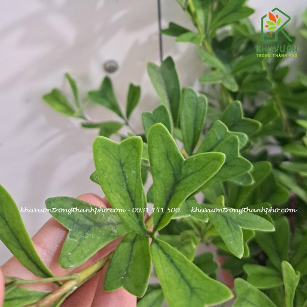 Cây bàng nhật lá tim xanh Scheffla Triangularis 3