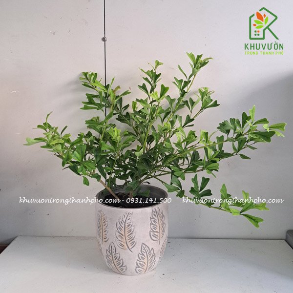 Cây bàng nhật lá tim xanh Scheffla Triangularis 2