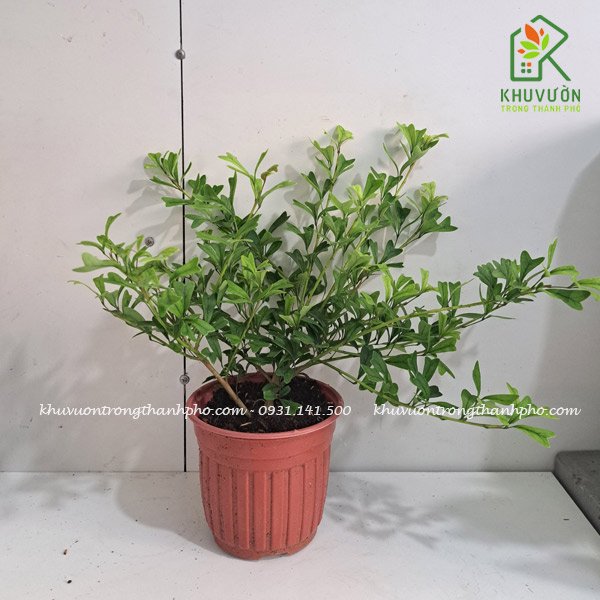 Cây bàng nhật lá tim xanh Scheffla Triangularis