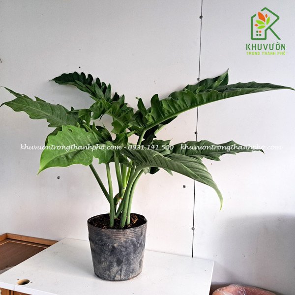Cây trầu bà cung đàn xanh Philodendron Jungle Boogie 3
