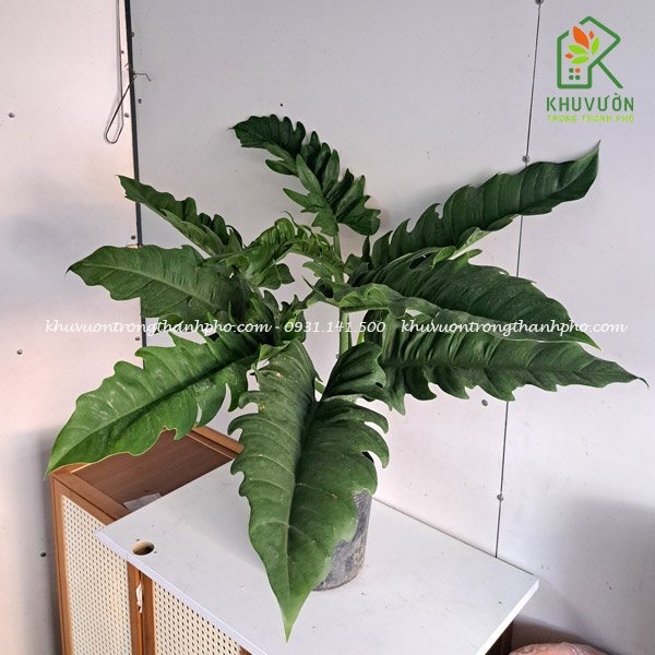 Cây trầu bà cung đàn xanh Philodendron Jungle Boogie