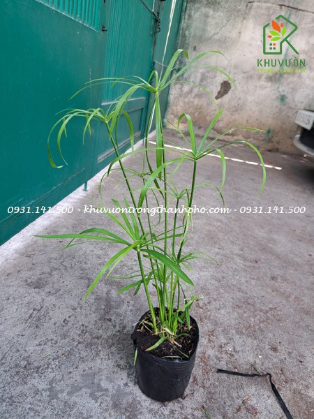 Cây thủy trúc