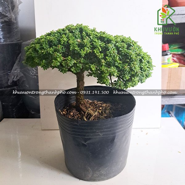Cây linh sam gạo 2