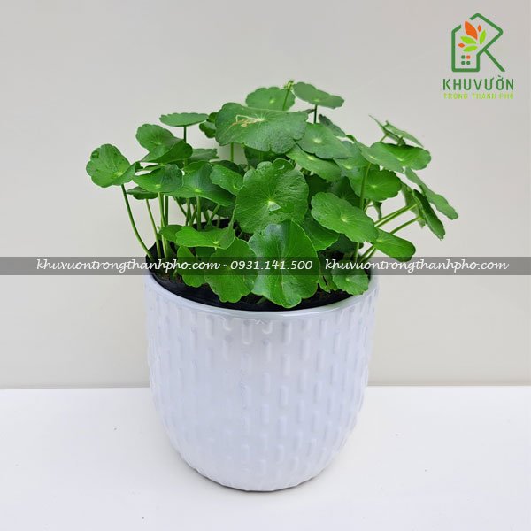 Chậu cây cỏ đồng tiền 2