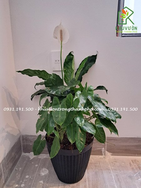 Chậu nhựa kẹp lan can 28x25cm 3