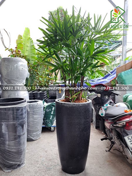 Chậu xi măng đá mài ly cao 2
