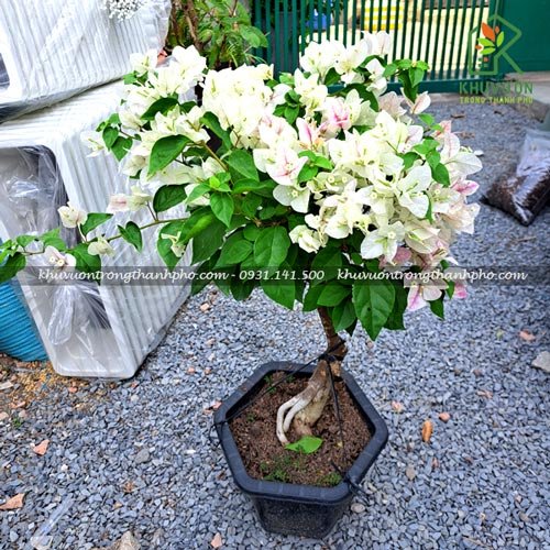 Hoa giấy ghép gốc bonsai 3