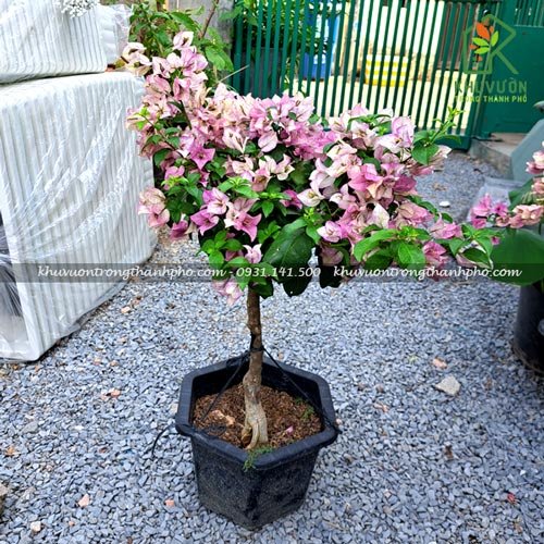 Hoa giấy ghép gốc bonsai 2