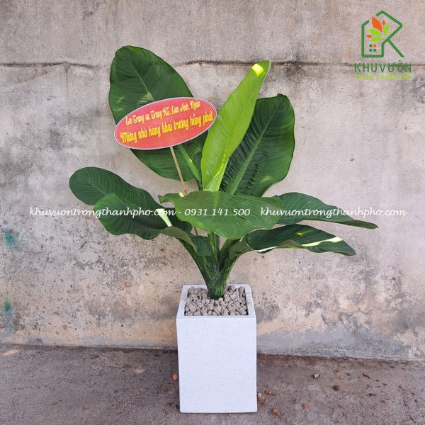 Chậu cây đại phú gia để sàn 2