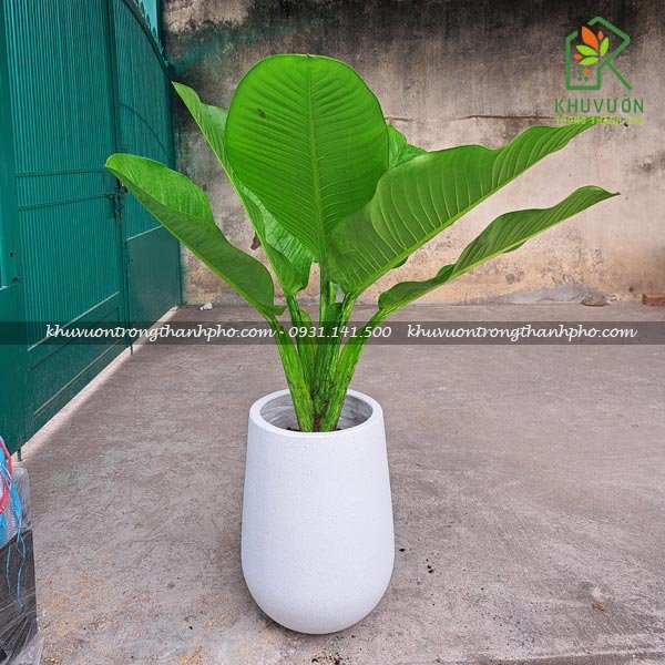 Chậu cây đại phú gia để sàn