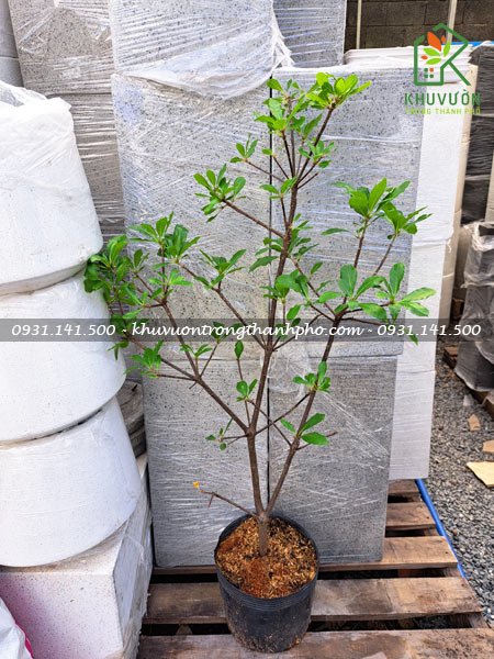 Cây lộc vừng lá nhỏ