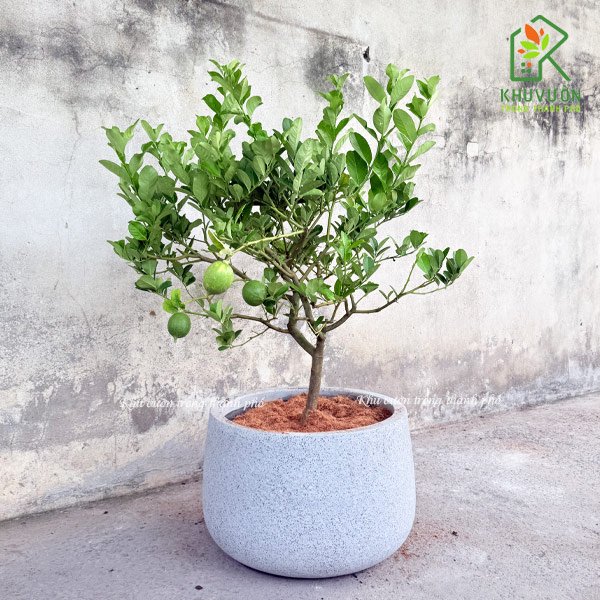 Bộ 3 chậu xi măng đá mài thúng 3