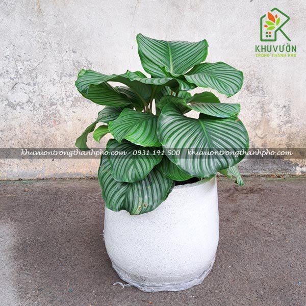 Bộ 3 chậu xi măng đá mài thúng 2
