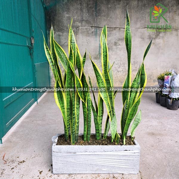 Cây lưỡi hổ trồng chậu đá mài chữ nhật