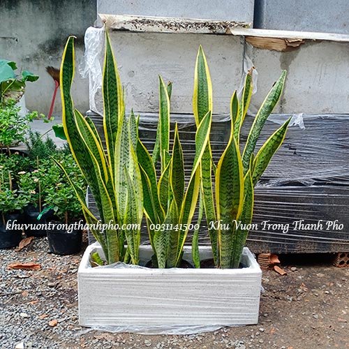Cây lưỡi hổ trồng chậu đá mài chữ nhật 3