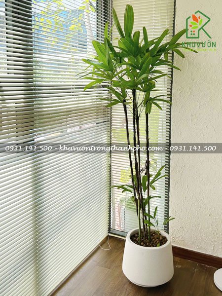 Chậu xi măng đá mài thúng bộ 2 2
