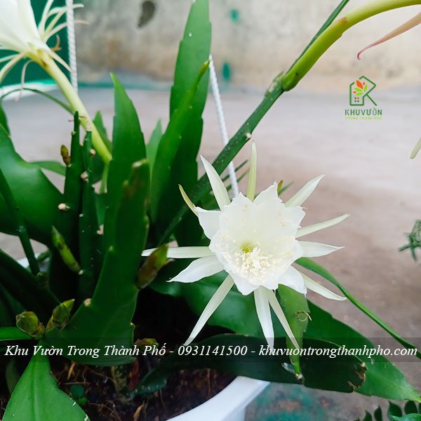Cây Hoa Nhật Quỳnh Trắng 2