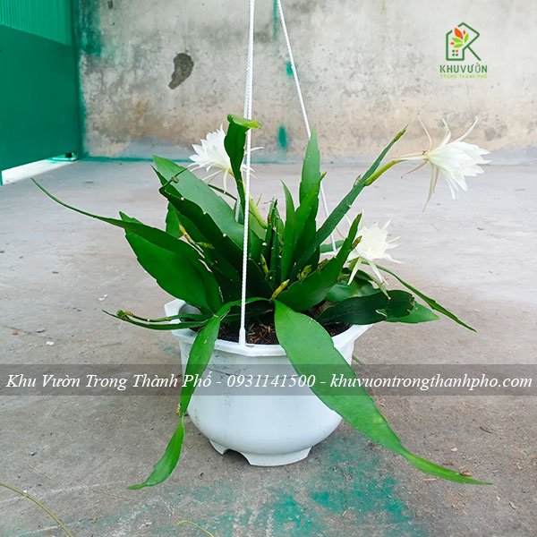Cây Hoa Nhật Quỳnh Trắng