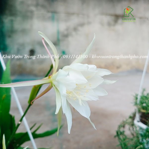 Cây Hoa Nhật Quỳnh Trắng 3
