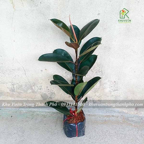 Cây Đa Búp Đỏ 2