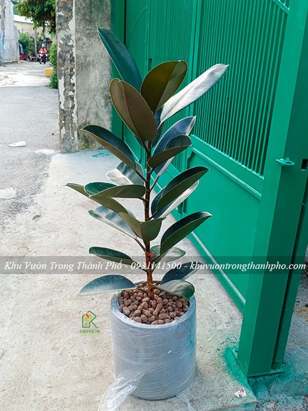 Cây Đa Búp Đỏ