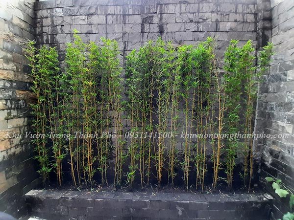 Cây trúc quân tử cao 1m5 -2m2