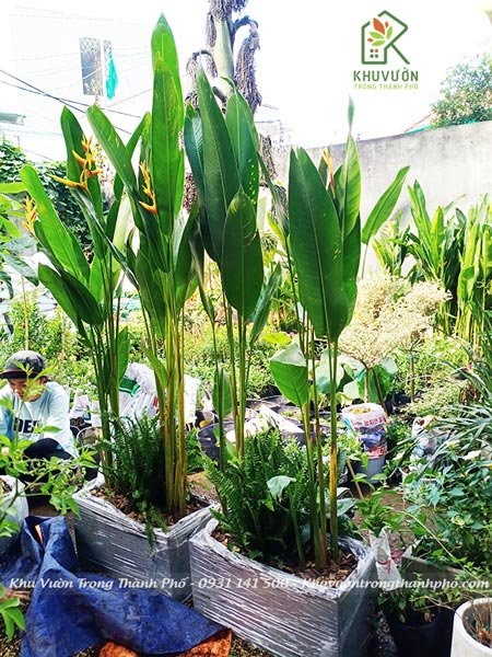 Cây chuối mỏ két thái 2