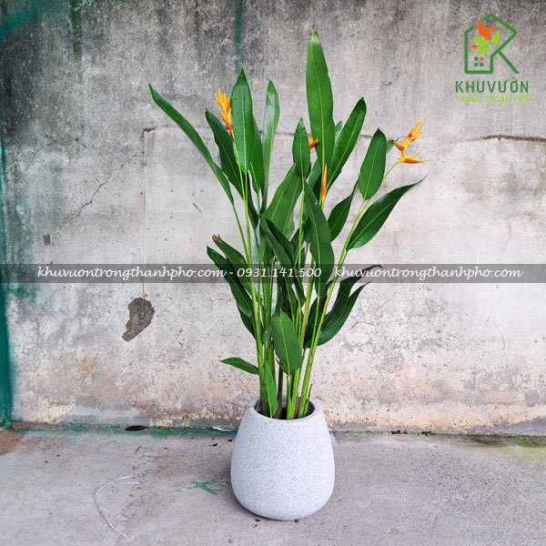Cây chuối mỏ két thái