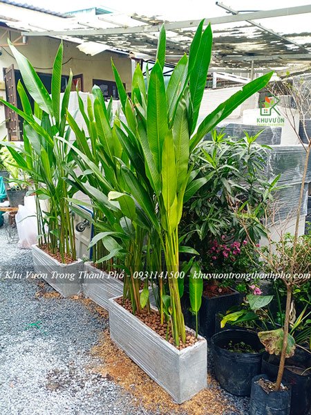 Cây chuối mỏ két thái 3