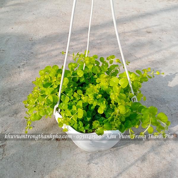 Cây trân châu (golden creeping jenny) 2