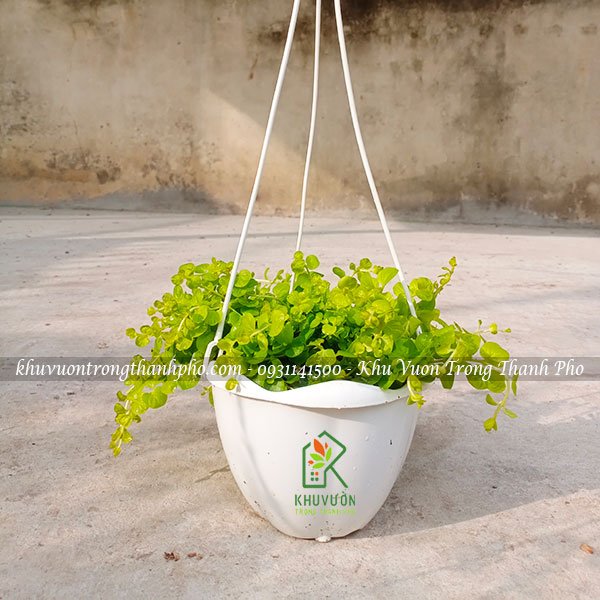 Cây trân châu (golden creeping jenny) 3