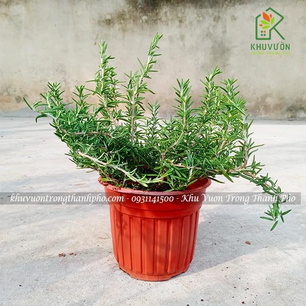 Cây hương thảo rũ 2