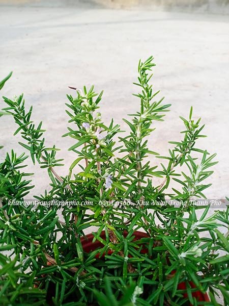 Cây hương thảo rũ 3