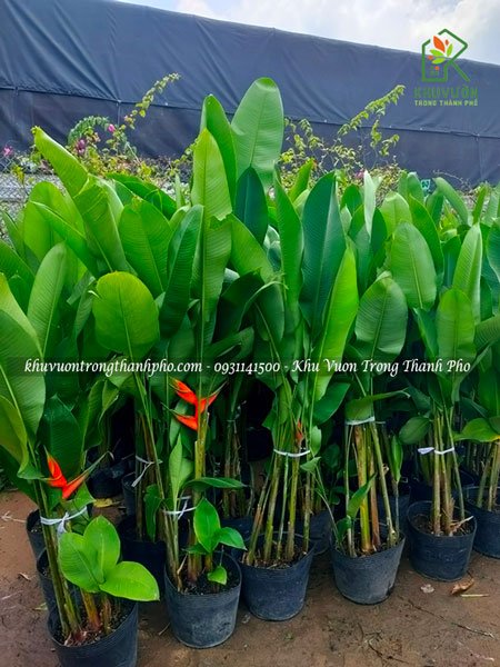 Cây chuối phượng hoàng